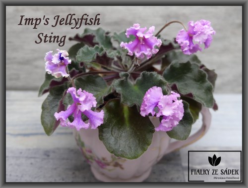 Imp's Jellyfish Sting